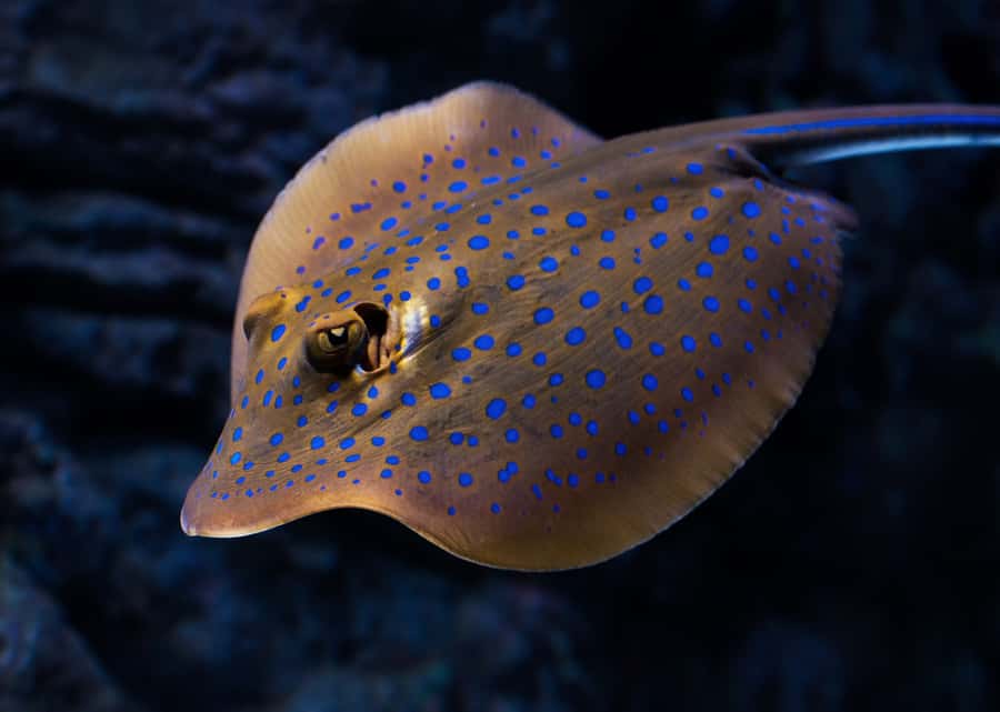 Cairns: Guided Twilight Tour of the Aquarium - Key points to know before booking