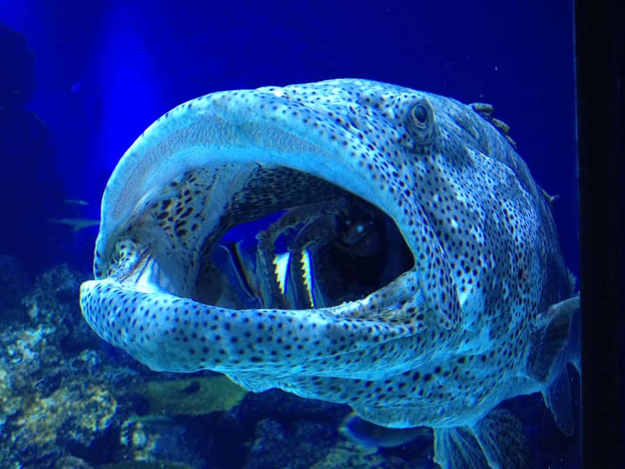 Cairns: Guided Twilight Tour of the Aquarium - Reefs, caves, sharks, and rays after dark