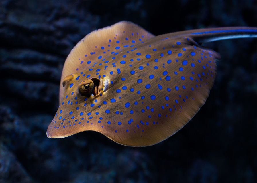 Cairns: Guided Twilight Tour of the Aquarium - Reptiles, amphibians, insects, and nocturnal fish