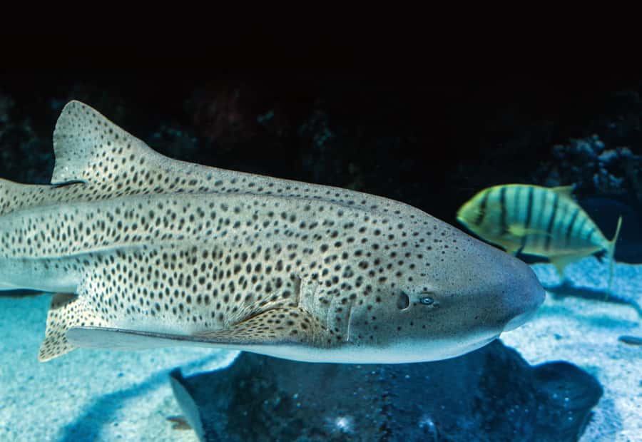 Cairns: Guided Twilight Tour of the Aquarium - What the two-hour length means