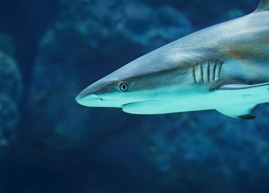 Cairns: Guided Twilight Tour of the Aquarium - Who will get the most from this tour