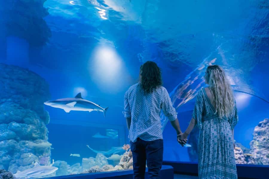 Cairns: Guided Twilight Tour of the Aquarium - Booking flexibility and practical details