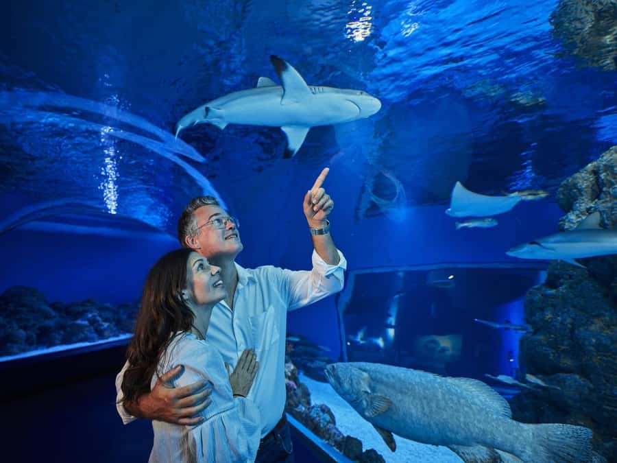 Cairns: Night at the Aquarium Guided Tour & 2 Course Dinner - The night coral display and changing reef behavior