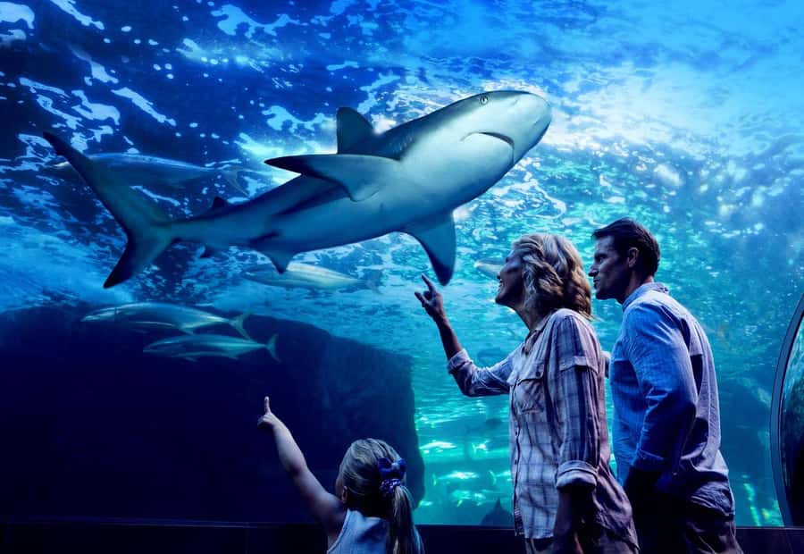 Cairns: Night at the Aquarium Guided Tour - Who should book this night tour?