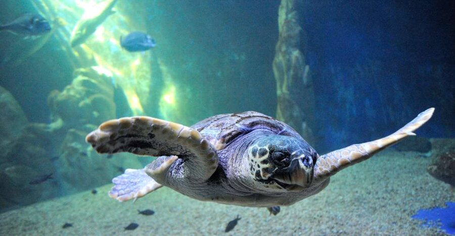Cala Gonone: Cala Gonone Aquarium Entry Ticket - Quick facts worth knowing