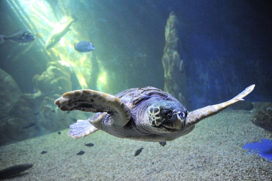 Cala Gonone: Cala Gonone Aquarium Entry Ticket - Why the Cala Gonone Aquarium makes sense in Sardinia