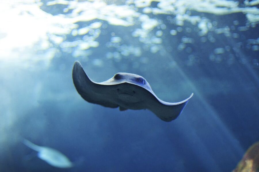 Cala Gonone: Cala Gonone Aquarium Entry Ticket - The tropical finale adds variety