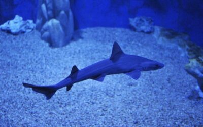 Cala Gonone: Cala Gonone Aquarium Entry Ticket