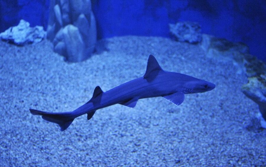 Cala Gonone: Cala Gonone Aquarium Entry Ticket - The 24-tank route: what you will see