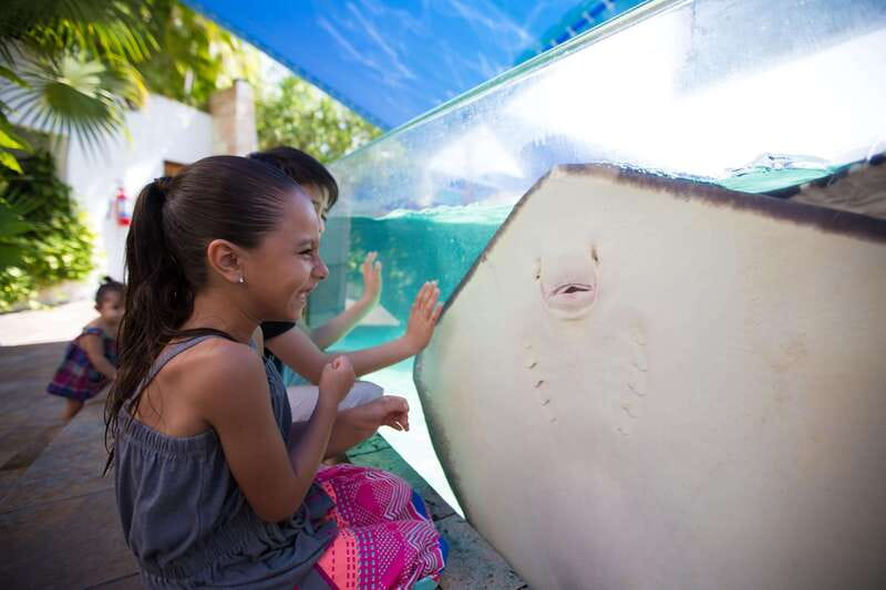 Cancún Interactive Aquarium Admission + Dolphin Presentation - What your $26 ticket actually covers