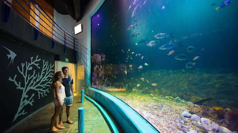 Cancún Interactive Aquarium Admission + Dolphin Presentation - The fish tanks: a broad look at marine life