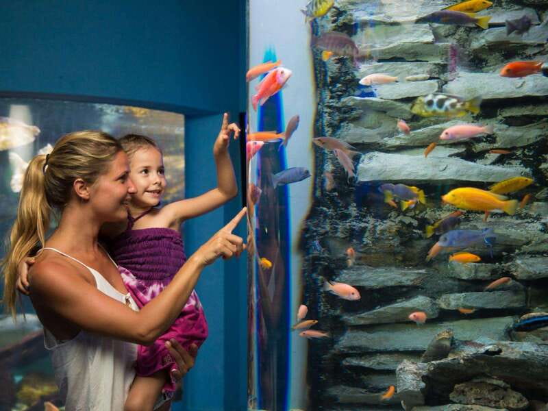 Cancún Interactive Aquarium Admission + Dolphin Presentation - The iPad zone and Axolotl Exhibit