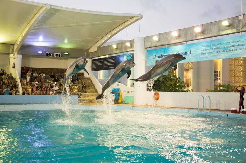 Cancún Interactive Aquarium Admission + Dolphin Presentation - Who will enjoy this aquarium most
