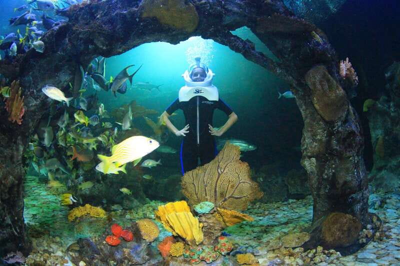 Cancun: Interactive Aquarium - Swim with dolphins Premium - My take on the animal interaction
