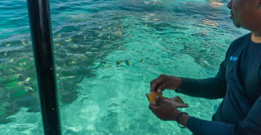 Cartagena: Ecoplan on Barú, Aviary and Oceanarium in one day - Who should book this Barú day trip?