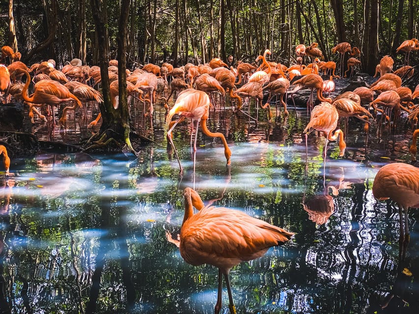 Cartagena: Ecoplan on Barú, Aviary and Oceanarium in one day - Guide quality, group rhythm, and practical comfort