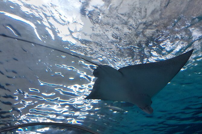 Cebu Ocean Park - Entering the Philippines’ largest oceanarium
