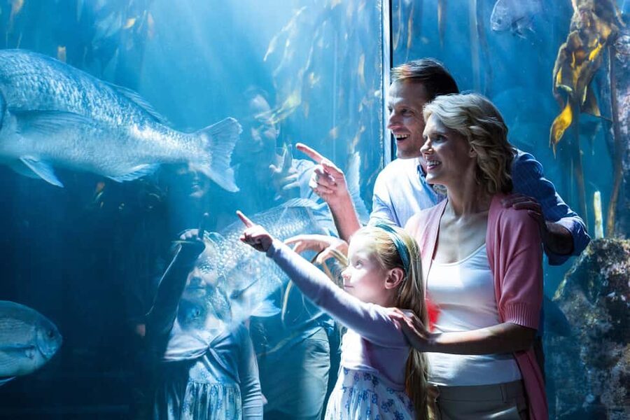 Chicago: 1-5 Day Attraction Pass with Shedd Aquarium - Shedd Aquarium and Museum Campus