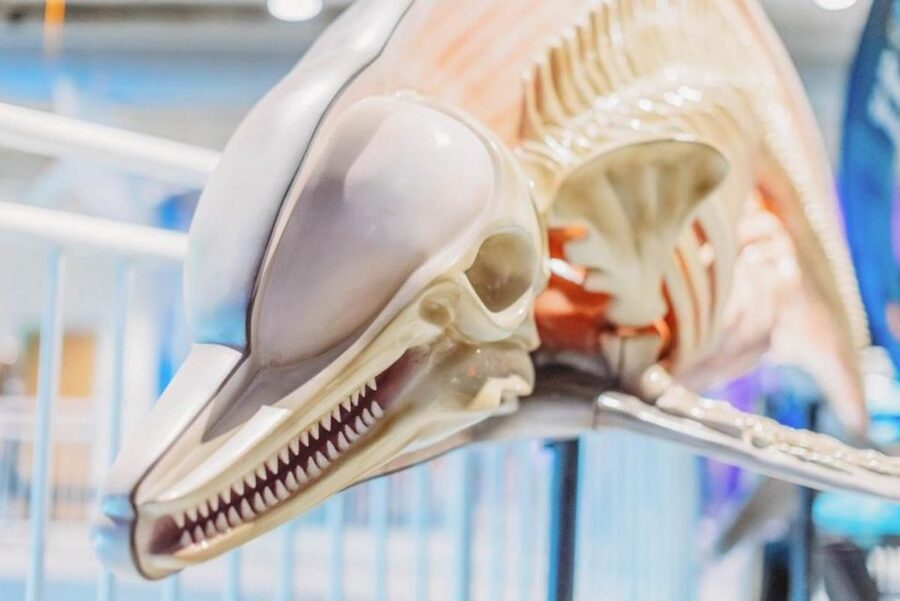 Clearwater: Eco-Certified Marine Aquarium General Admission - Key points to know before you go