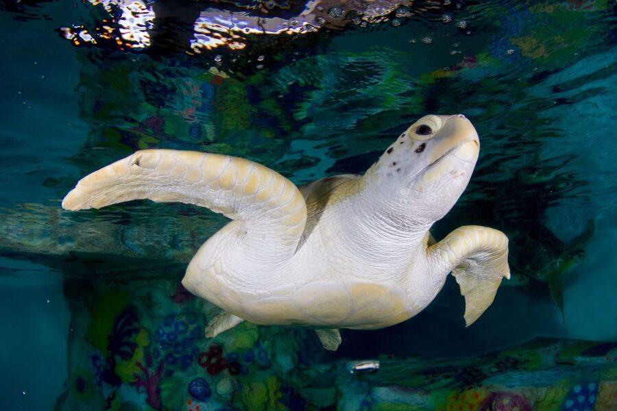 Clearwater: Eco-Certified Marine Aquarium General Admission - Why Clearwater Marine Aquarium feels different