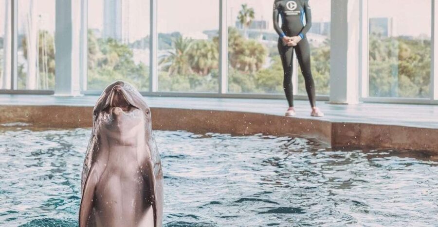 Clearwater: Eco-Certified Marine Aquarium General Admission - Meeting the dolphins and permanent residents