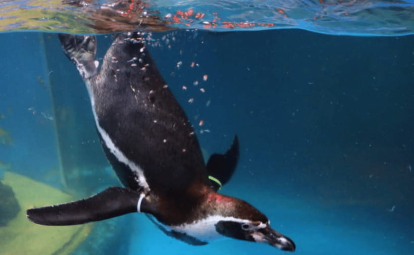 Coex Aquarium Entry Ticket - Key Points Before You Go