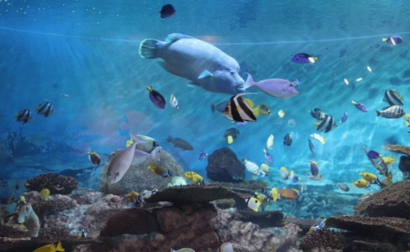 Coex Aquarium Entry Ticket - From Andean Mountains to Amazon Rainforest