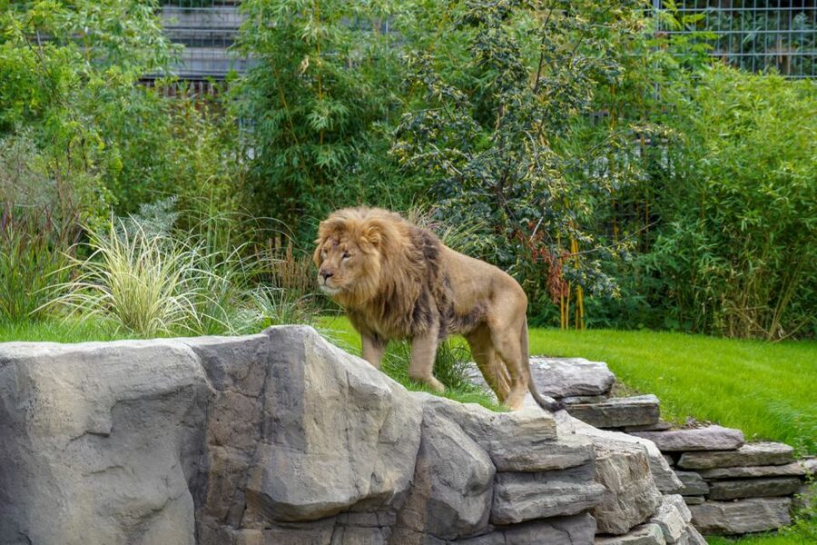 Cologne: Cologne Zoo and Aquarium Entry Ticket - Comfort, food, and family facilities