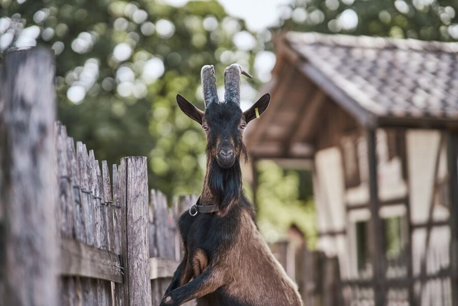 Cologne: Cologne Zoo and Aquarium Entry Ticket - Clemenshof keeps younger children happy