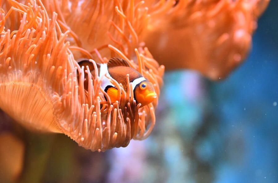 Cologne: Cologne Zoo and Aquarium Entry Ticket - Dinosaur sculptures add a second attraction