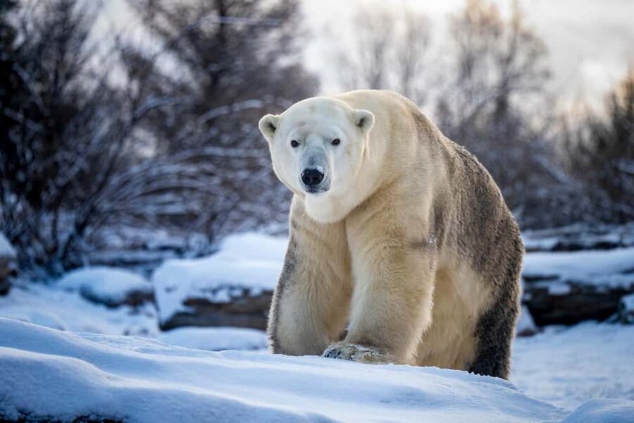 Columbus, OH: Columbus Zoo and Aquarium Entry Ticket - Lions, tigers, and the classic zoo experience