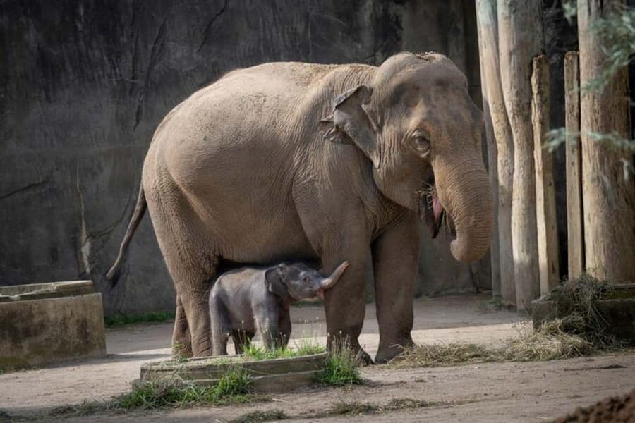 Columbus, OH: Columbus Zoo and Aquarium Entry Ticket - Start with a plan, not a hurried walk