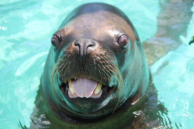 Coral World Ocean Park General Admission Ticket - What the $29 admission actually gives you