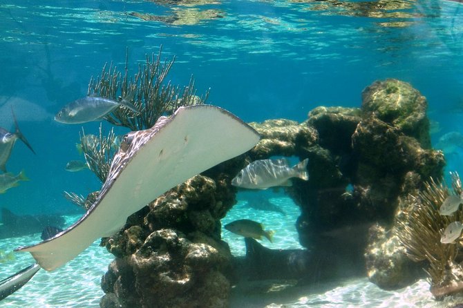 Coral World Ocean Park General Admission Ticket - Touch pools, sharks, and the open-air reef
