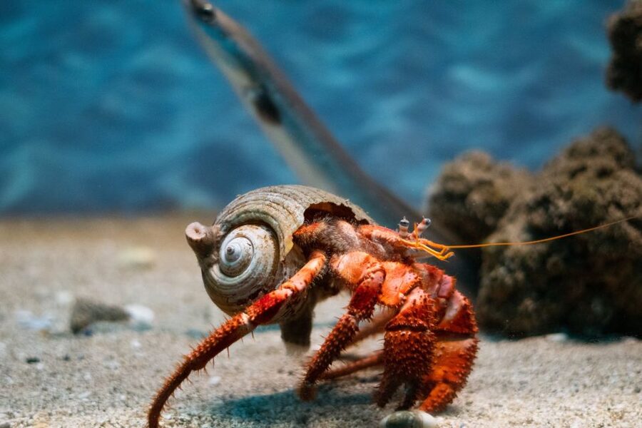 Corfu: Aquarium Entry Ticket with Guided Tour - Why the Reptile House adds value