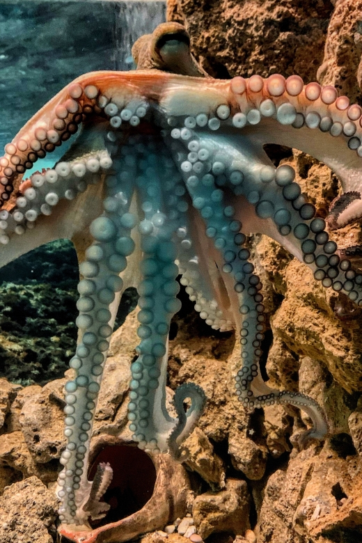 Corfu: Aquarium Entry Ticket with Guided Tour - A practical choice for families