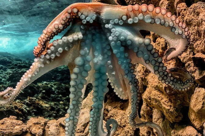 Corfu Aquarium Ticket with Tour Included - Practical details that affect your visit