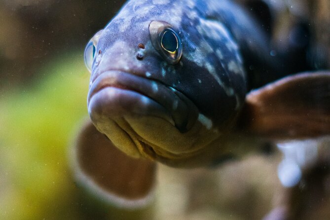Corfu Aquarium Ticket with Tour Included - How this compares with a self-guided aquarium visit
