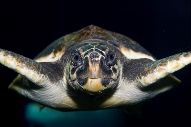 CRETAquarium Entrance Ticket in Crete - Key Points to Know Before You Go