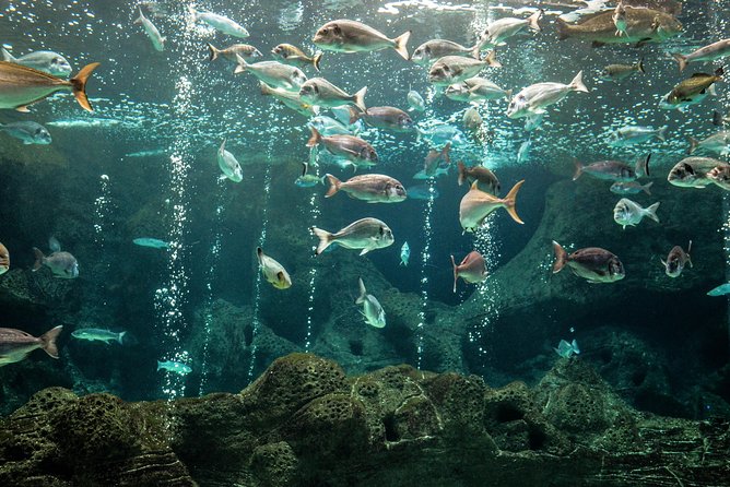 CRETAquarium Entrance Ticket in Crete - The 3 Euro Audio Guide