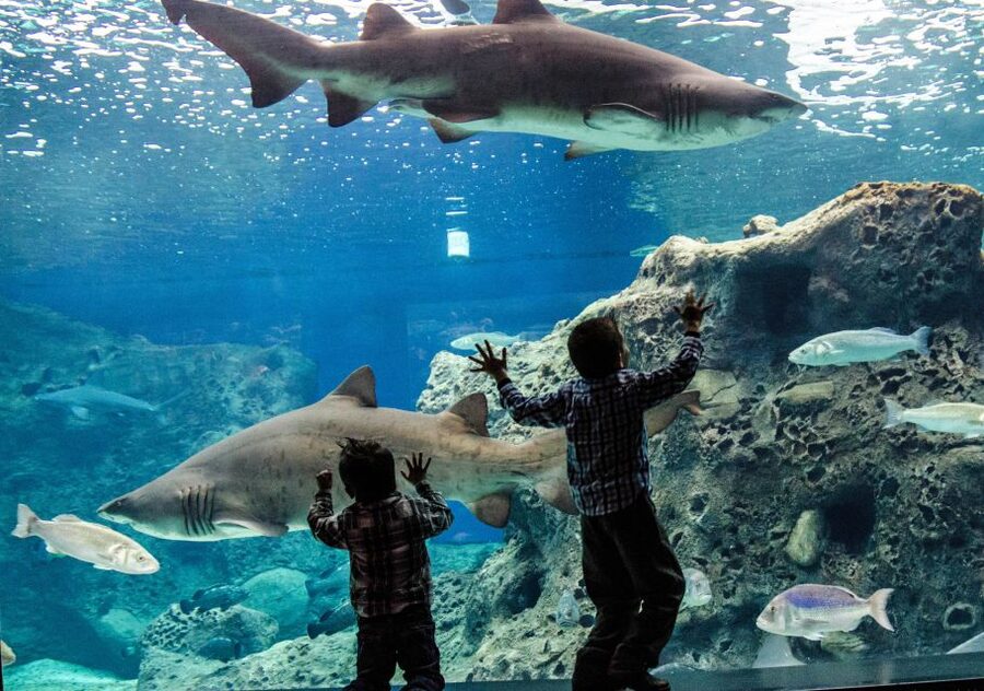 Crete: Heraklion Center, Local Market and Creta Aquarium - Should you book this Heraklion tour?