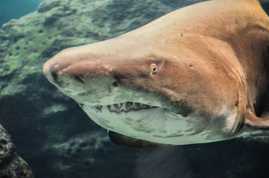 Crete: Heraklion Center, Local Market and Creta Aquarium - What the $23 price really covers