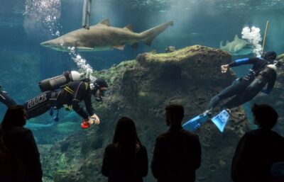 Heraklion Center, Local Market and Creta Aquarium