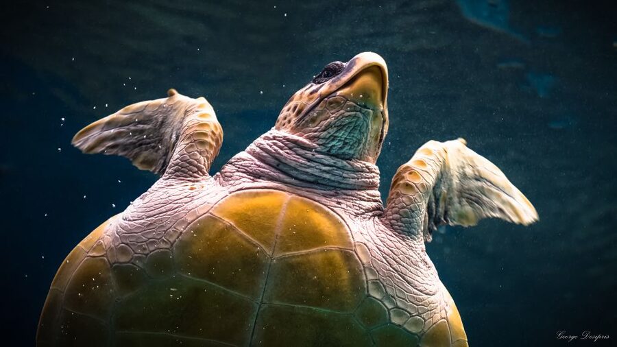 Crete: Heraklion Center, Local Market and Creta Aquarium - Timing problems and guide quality