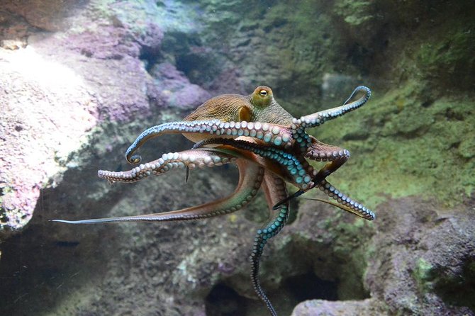 Crystal Caves, Aquarium, City of Hamilton and Ferry - Hamilton: one hour of city time