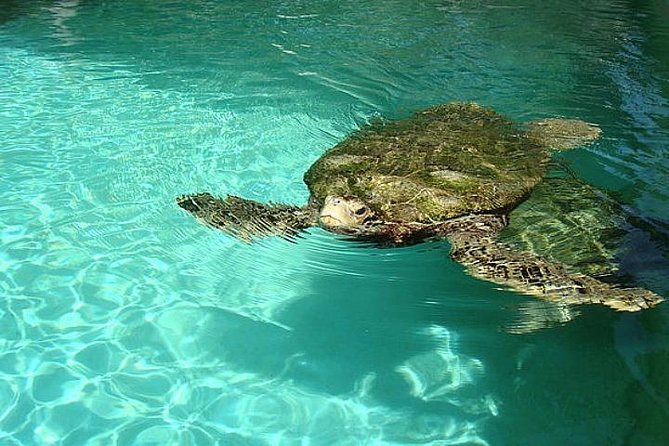 Crystal Caves, Aquarium, City of Hamilton and Ferry - Crystal Cave: Bermuda beneath your feet