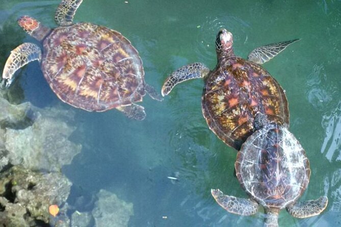 Day Trip Zanzibar: Snorkeling Dolphin Aquarium Turtles and Sunset - Key points to know before booking