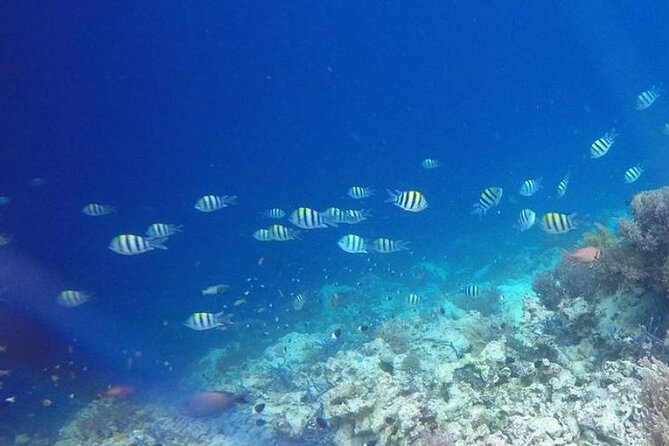 Day Trip Zanzibar: Snorkeling Dolphin Aquarium Turtles and Sunset - How the full-day Zanzibar plan works