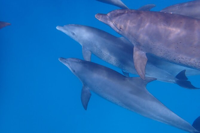 Day Trip Zanzibar: Snorkeling Dolphin Aquarium Turtles and Sunset - Practical advice for a smoother day