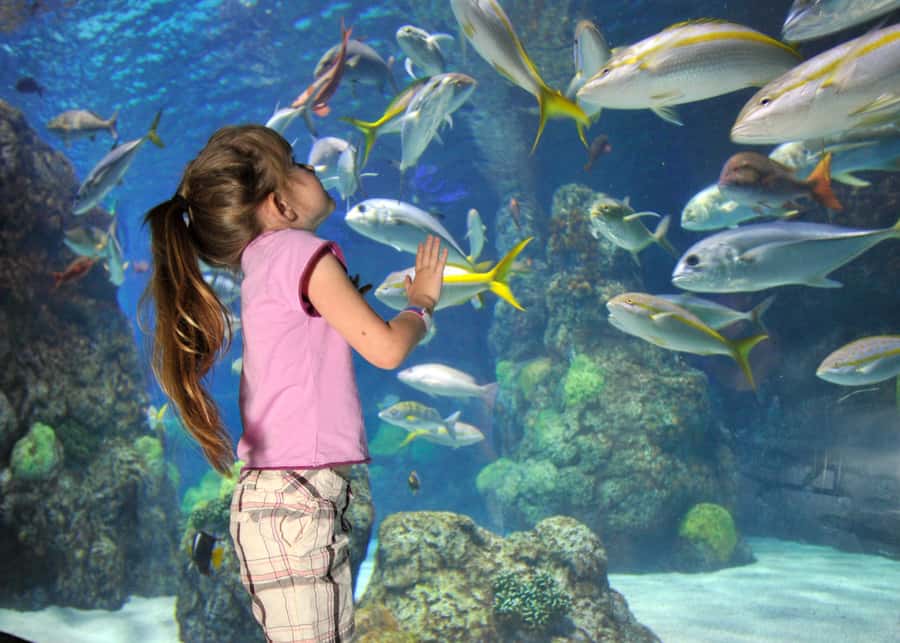 Denver: Downtown Aquarium All-Day Pass - Key points to know before you go